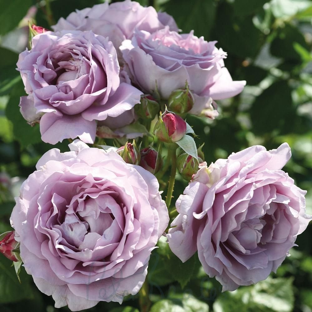 Trandafir Teahybrid Novalis (ghiveci de 2 L, an II)