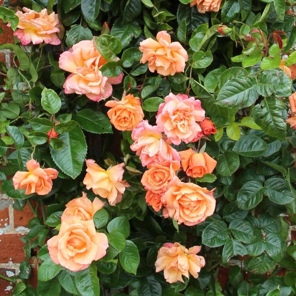 Trandafir Semi-urcător Orange (ghiveci de 2 L)