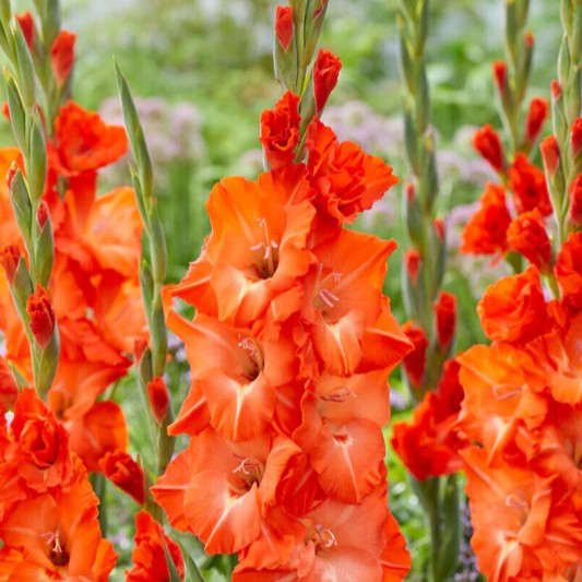 Gladiole Orange King
