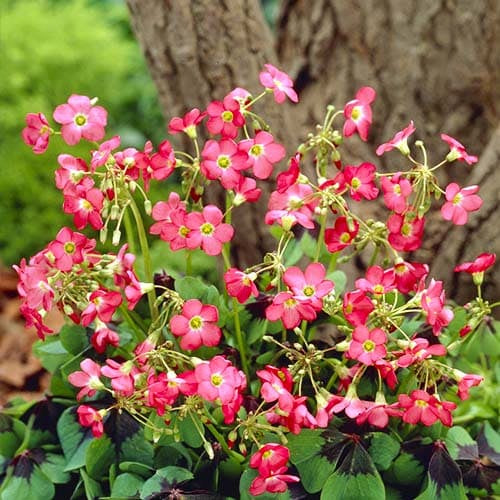 Oxalis Deppei Iron Cross