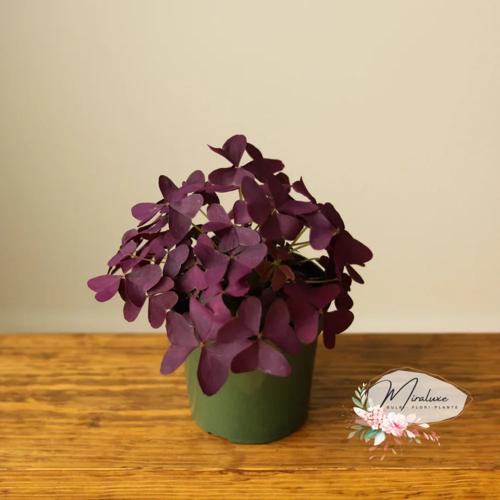 Oxalis Triangularis (Trifoi Nobil)