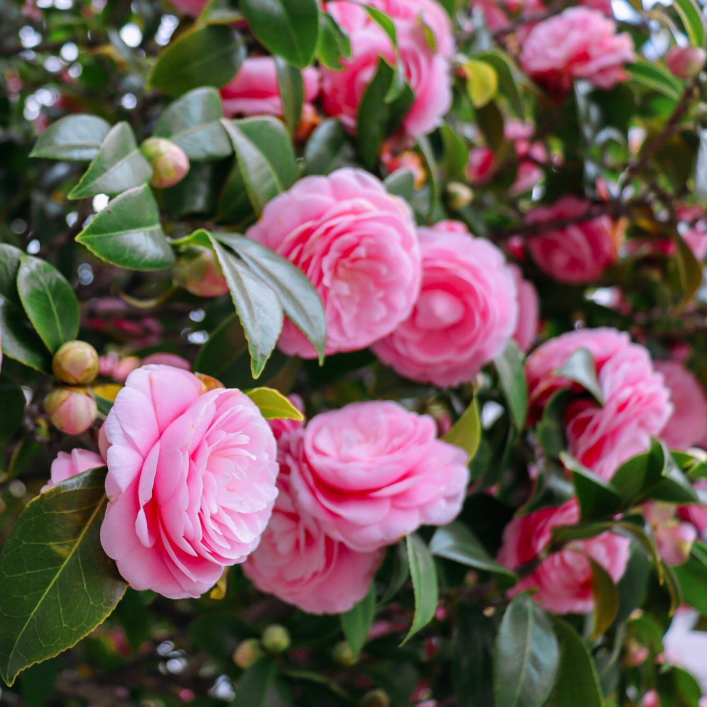 Camellia Pink