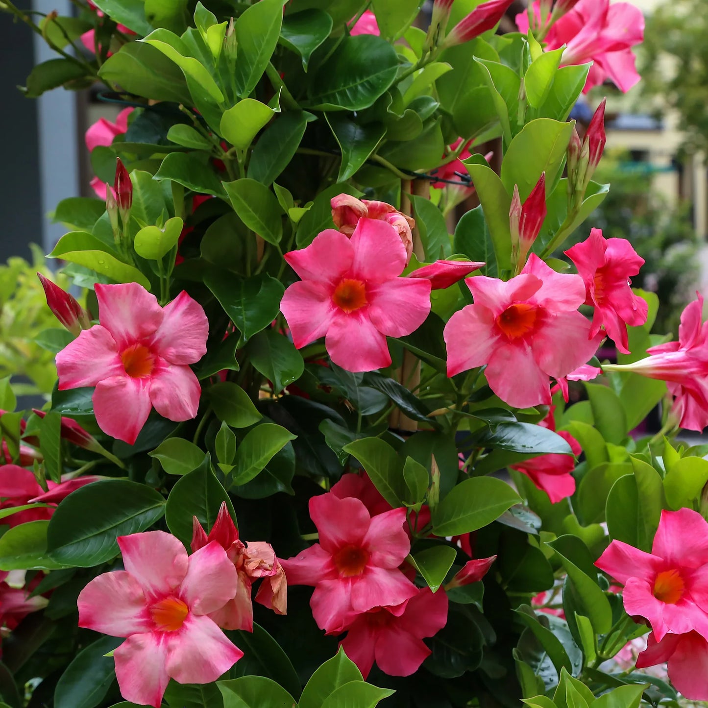 Dipladenia Pink