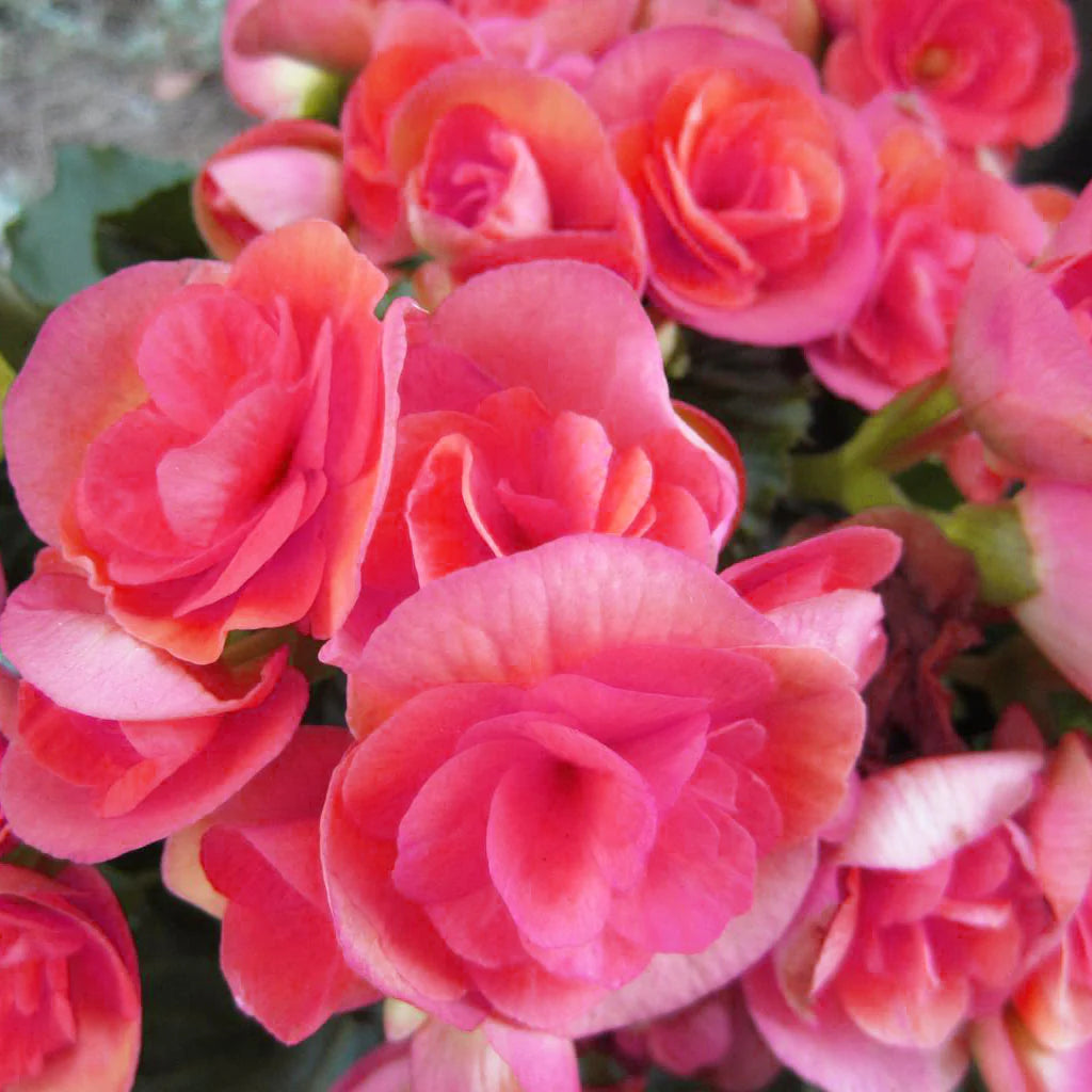 Begonia Nonstop Mocca Pink