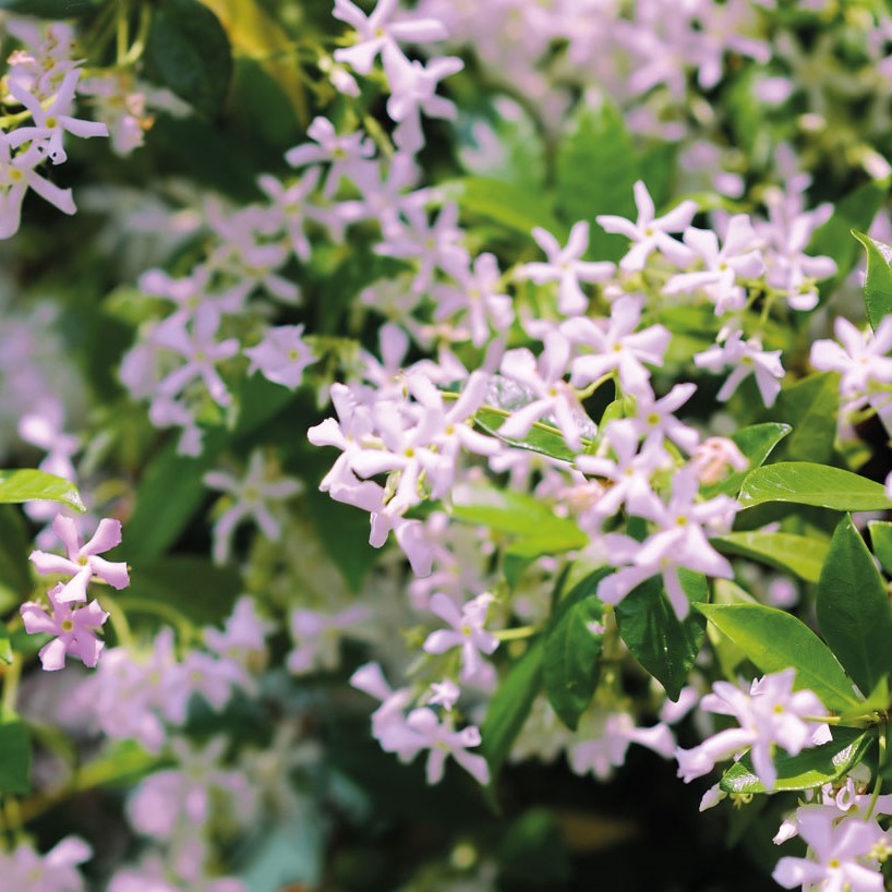 Iasomie Stea Pink Showers