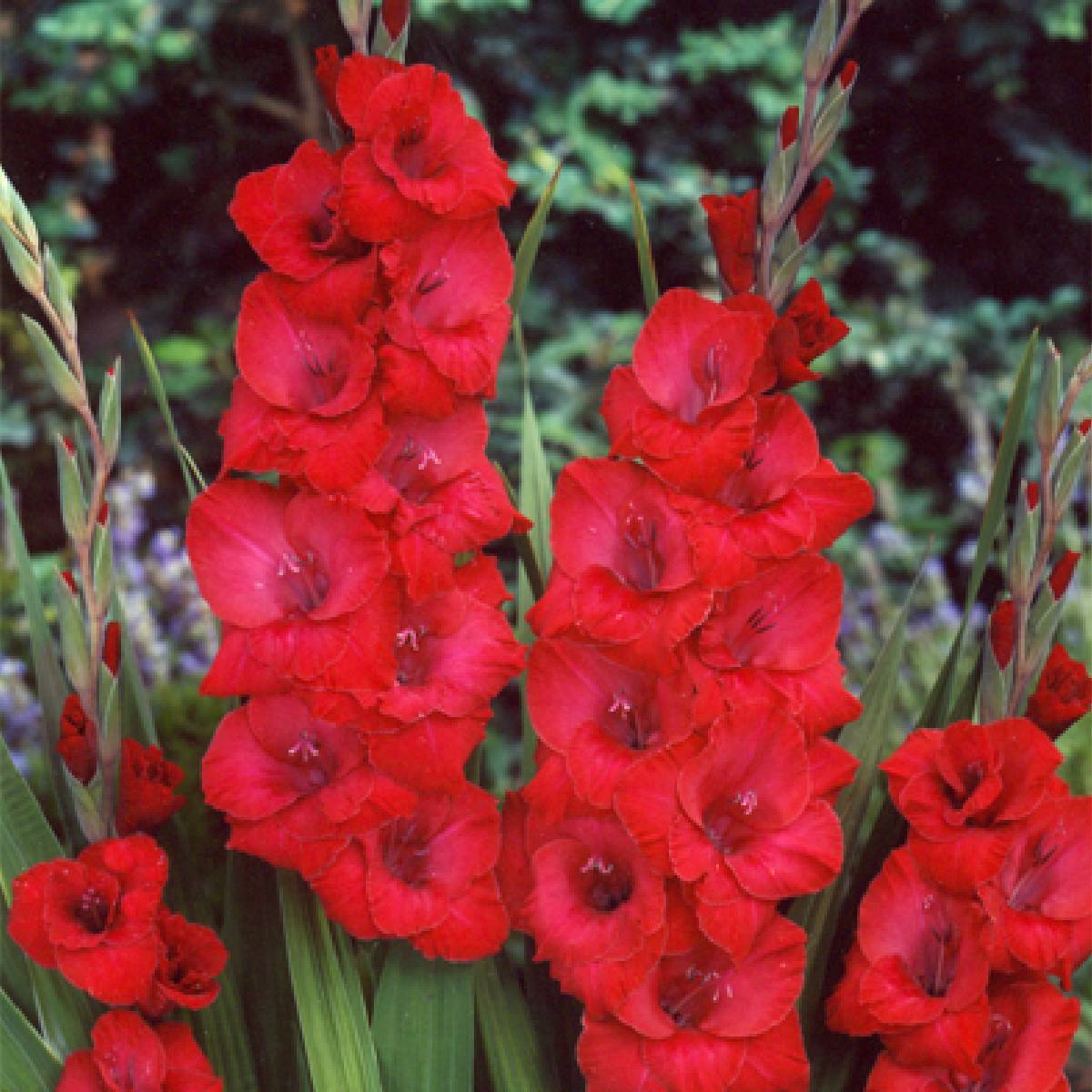 Gladiole Joska