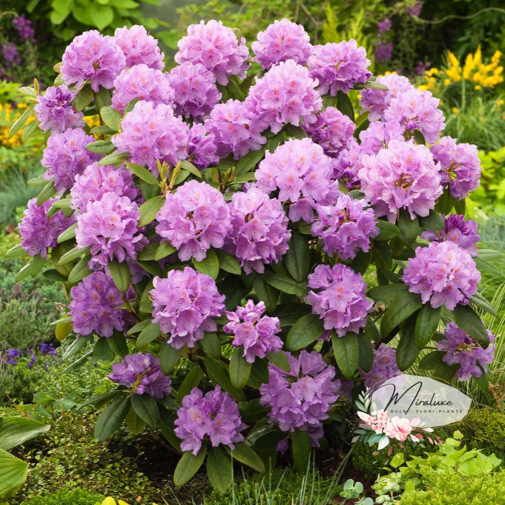 Rhododendron Catawbiense Purple