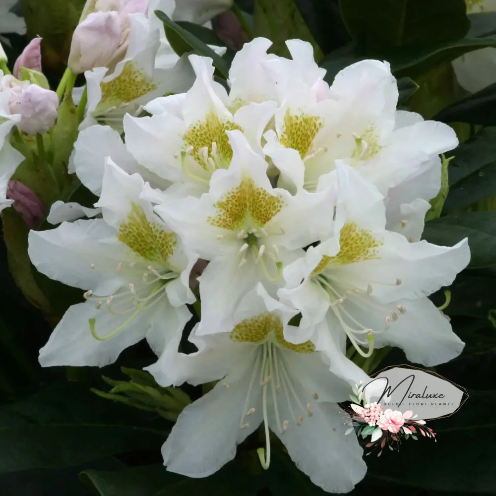 Rhododendron Cunningham’s White