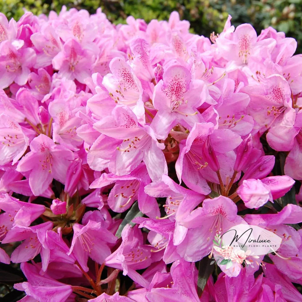 Rhododendron R. Elegance Pink