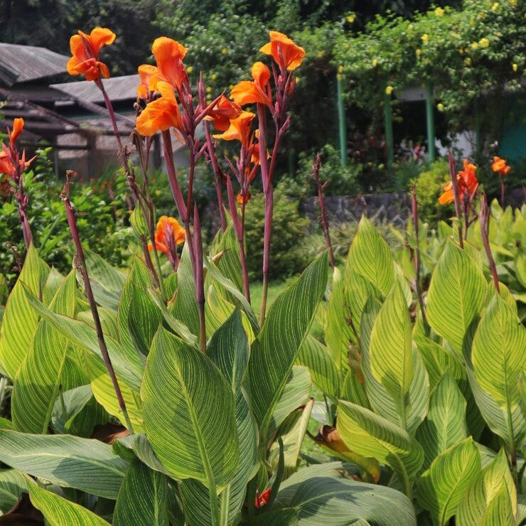 Canna Indica Gigant Roi Humbert