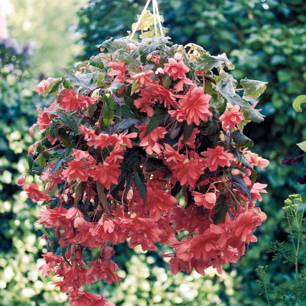 Begonia Pendula Salmon
