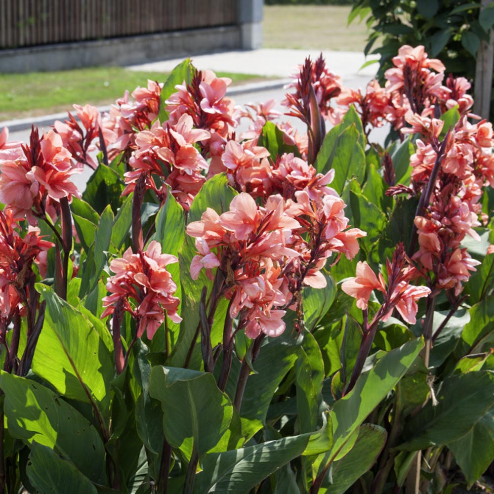 Canna Indica Salmon Beauty