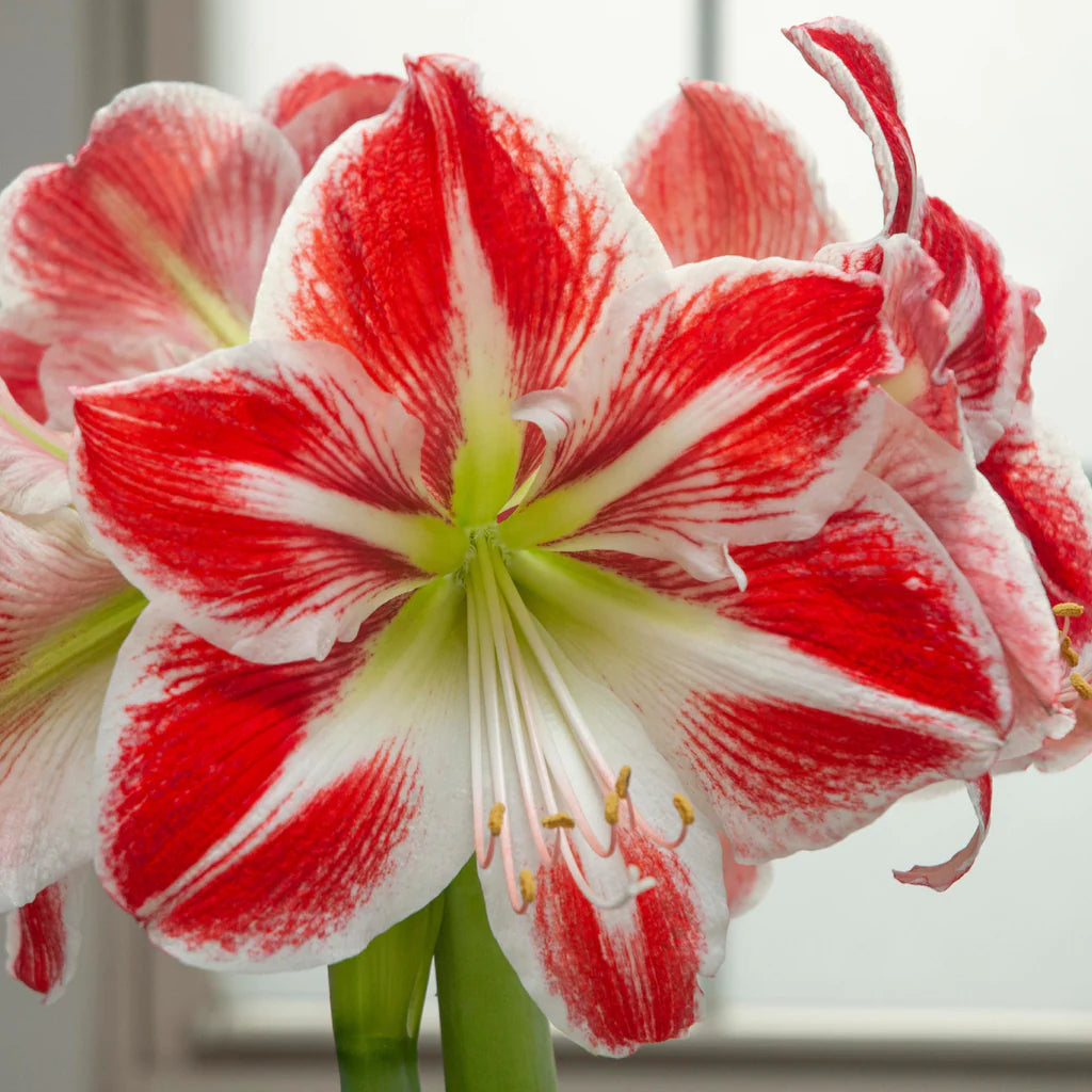 Amaryllis Spartacus