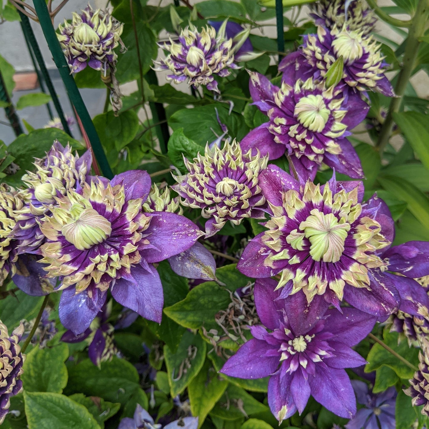 Clematis Taiga