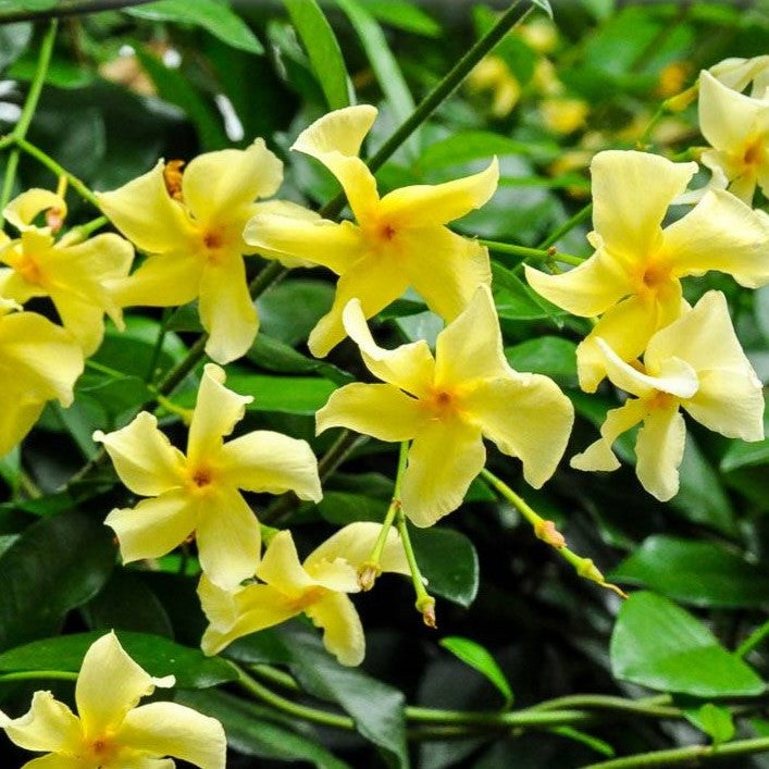 Iasomie Stea Star of Toscany