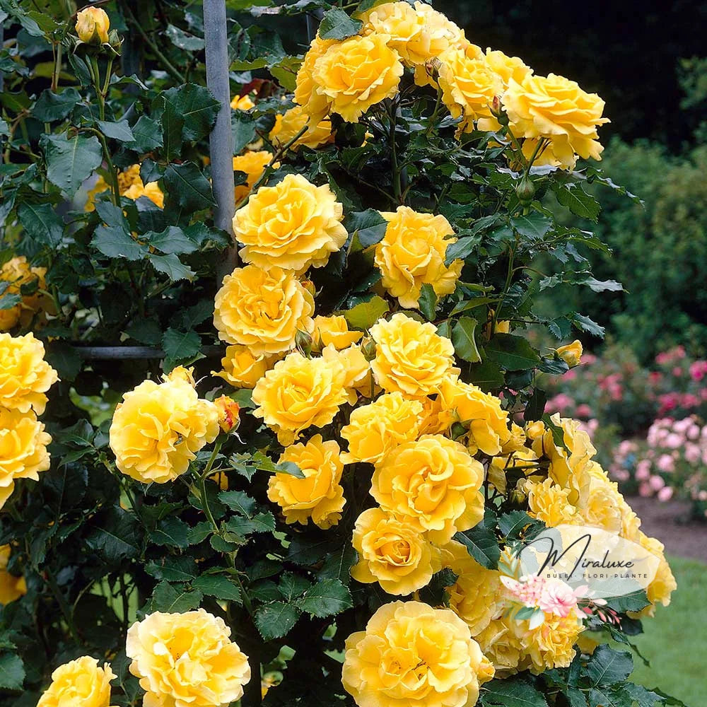Trandafir Cățărător Golden Shower Trandafiri