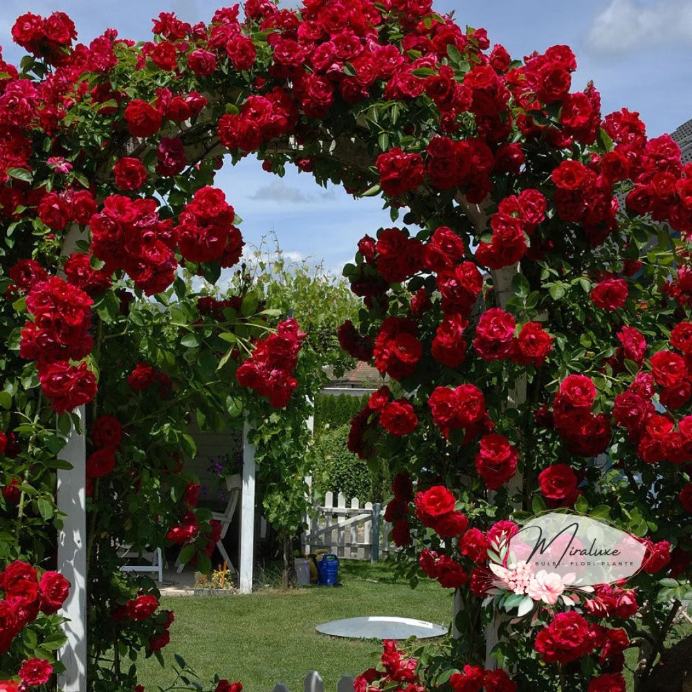 Trandafir Cățărător Paul’s Scarlet Trandafiri
