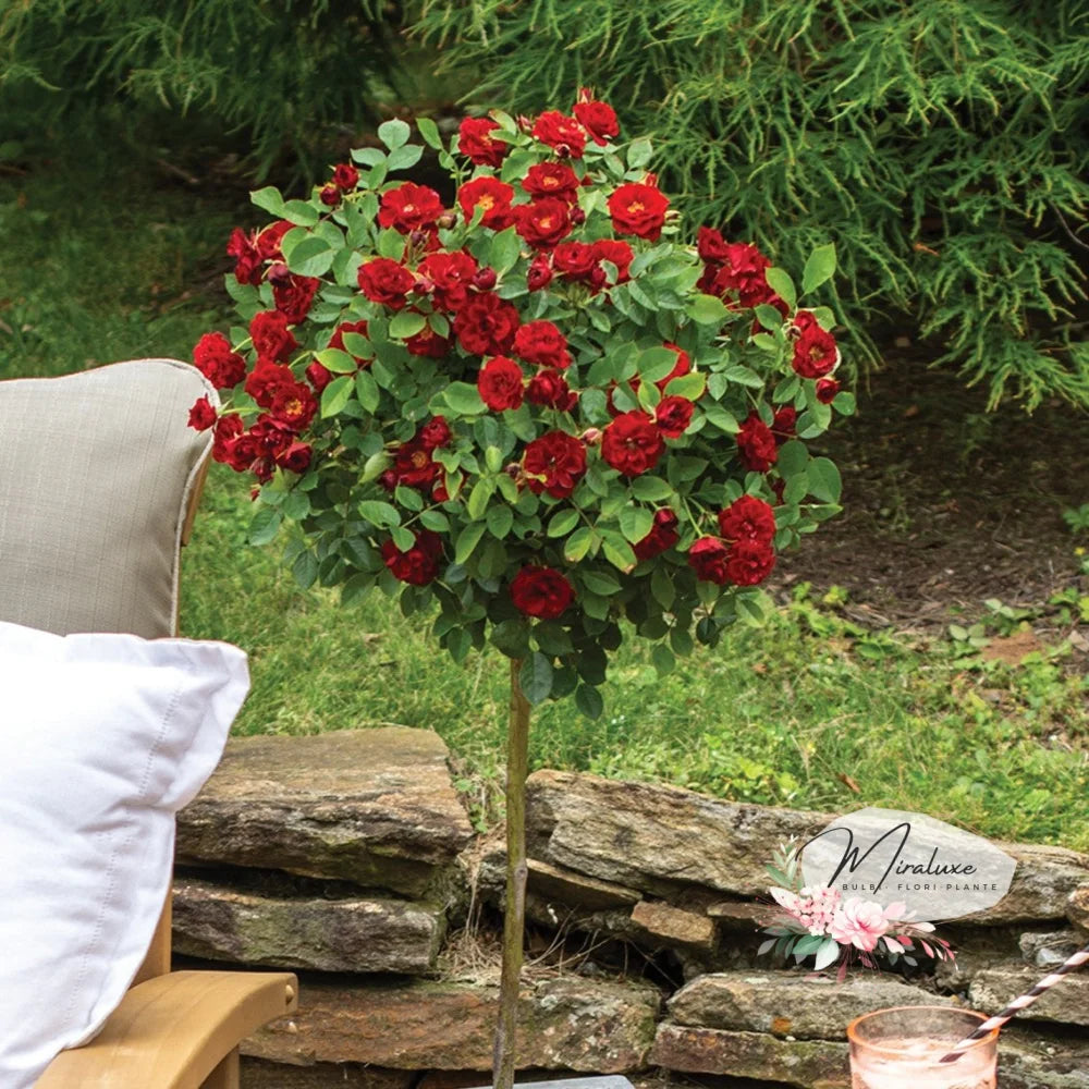 Trandafir Pe Tulpină Înaltă (Pomișor) Bourbon Trandafiri