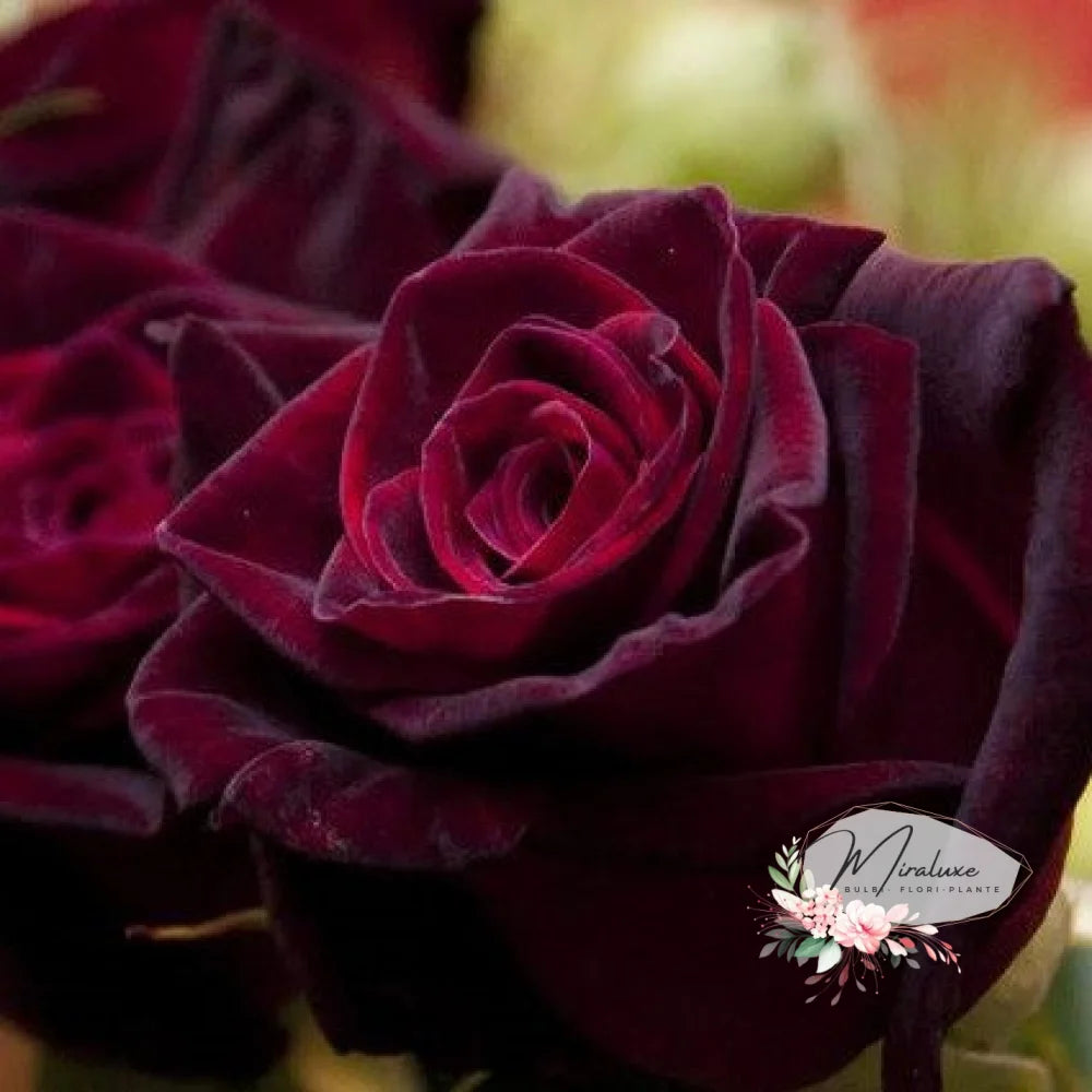 Trandafir Pe Tulpină Înaltă (Pomișor) Chrysler Imperial Trandafiri