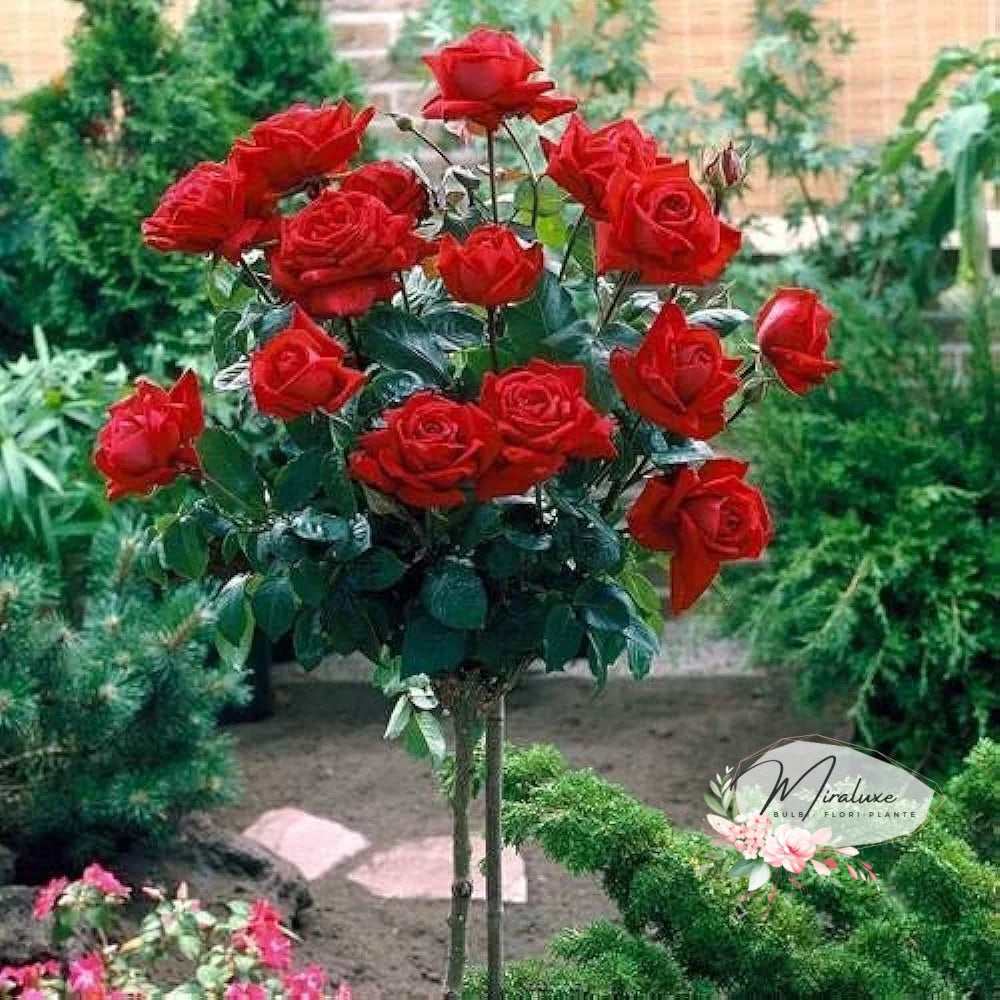 Trandafir Pe Tulpină Înaltă (Pomișor) Glorissima Trandafiri