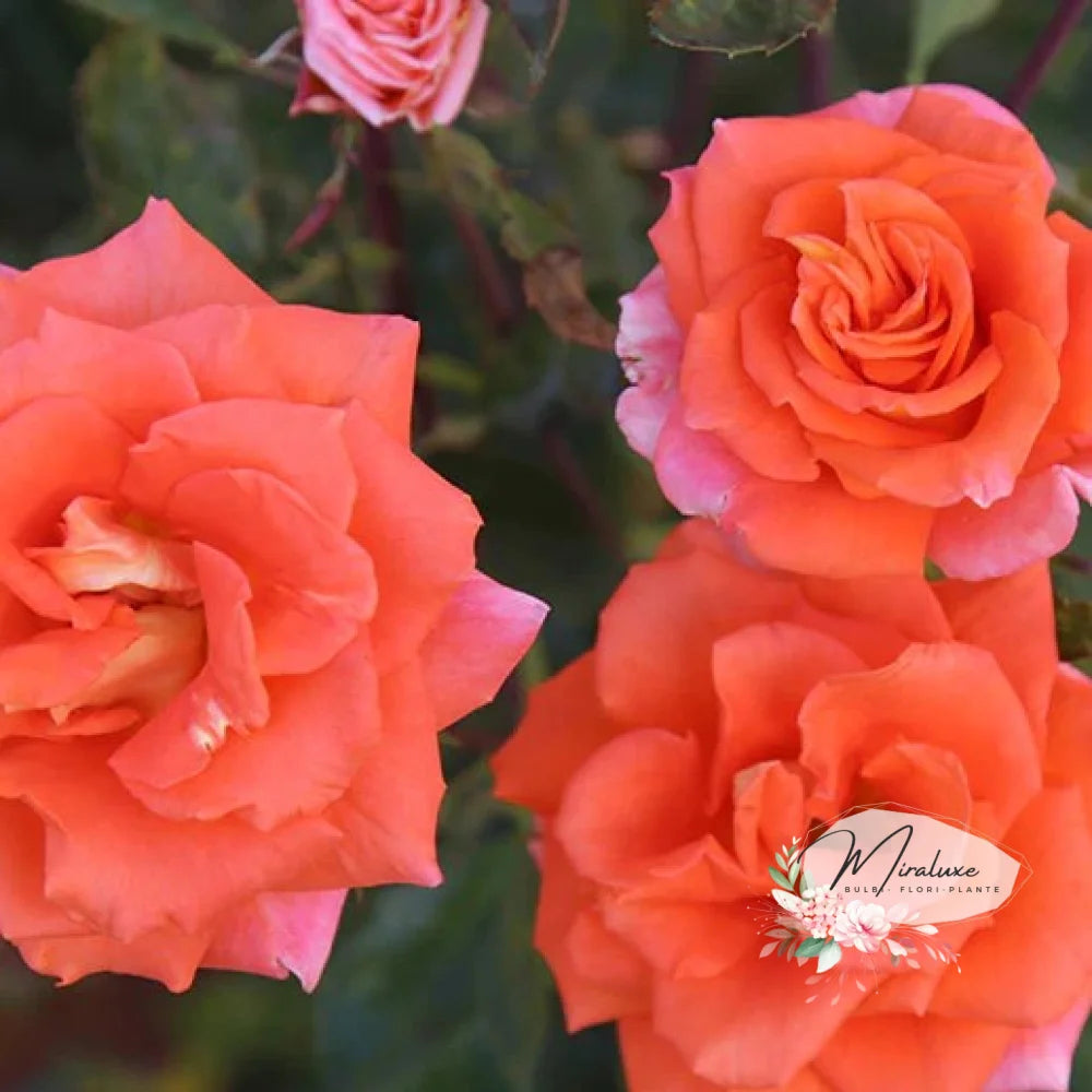 Trandafir Pe Tulpină Înaltă (Pomișor) Monica Trandafiri