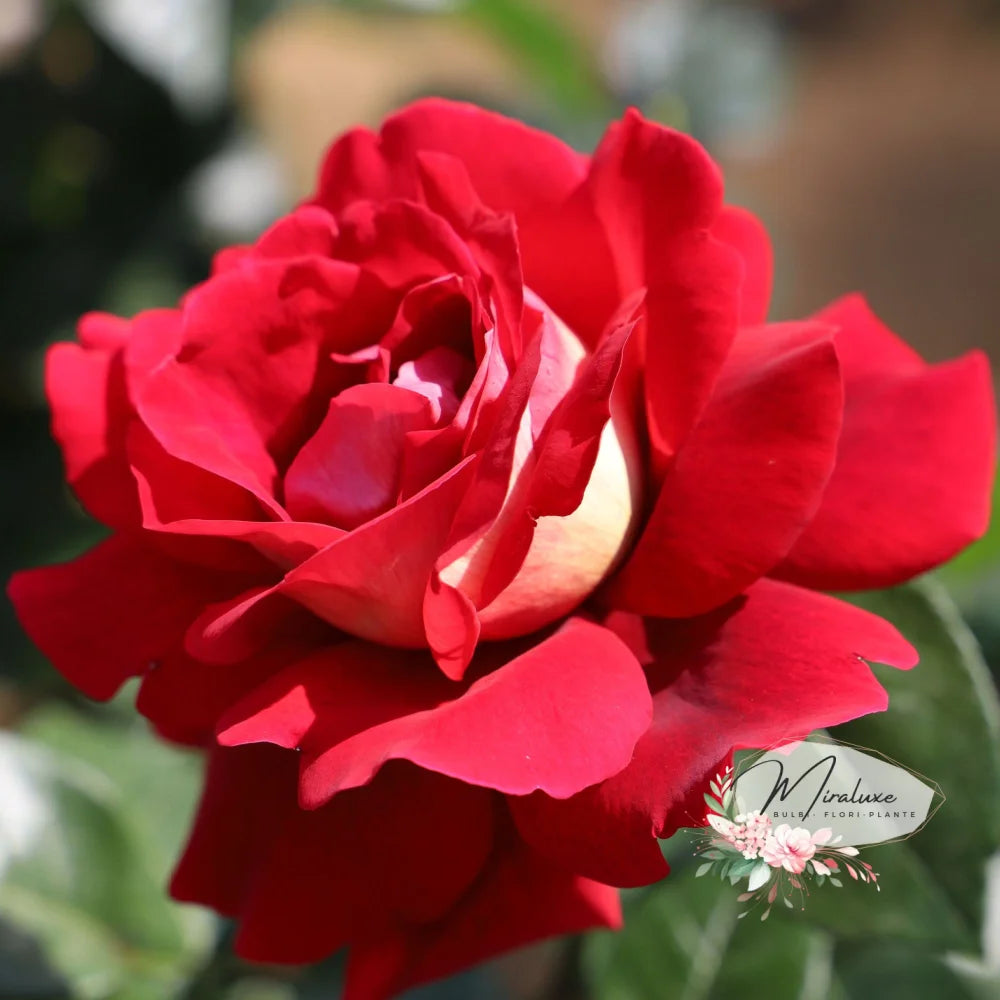 Trandafir pe tulpină înaltă (Pomișor) Kronenbourg