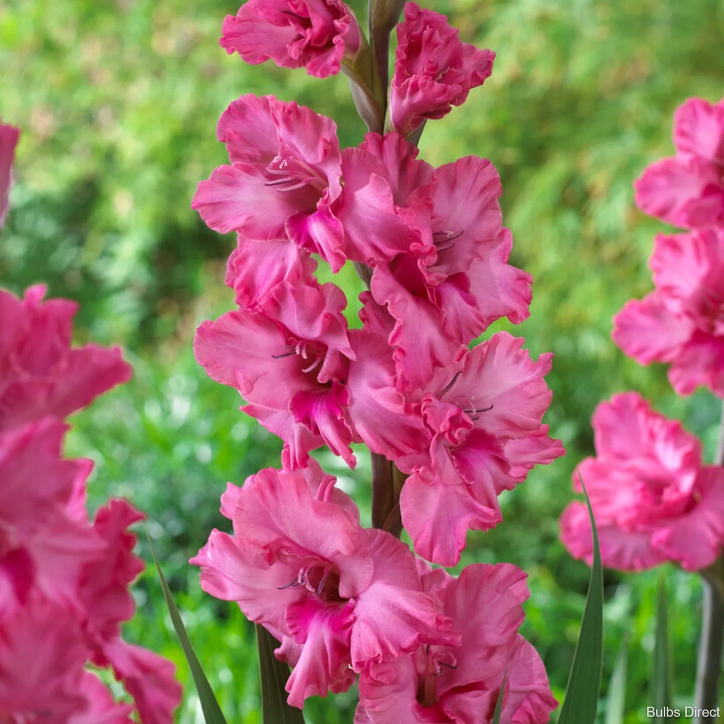Gladiole Kingston Ruffle