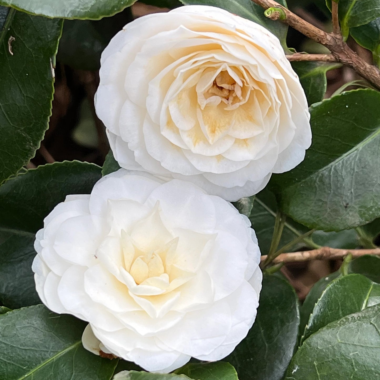 Camellia White