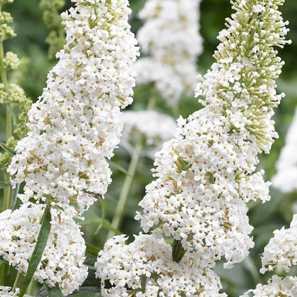 Liliac de vară (Buddleja) White Profusion