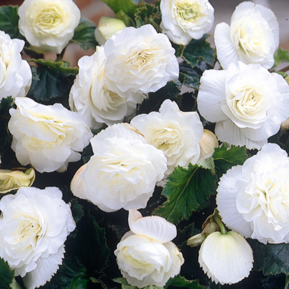 Begonia Nonstop White Exhibition