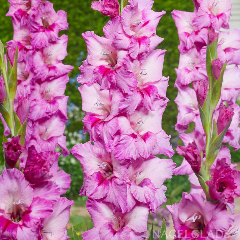 Gladiole Xperience