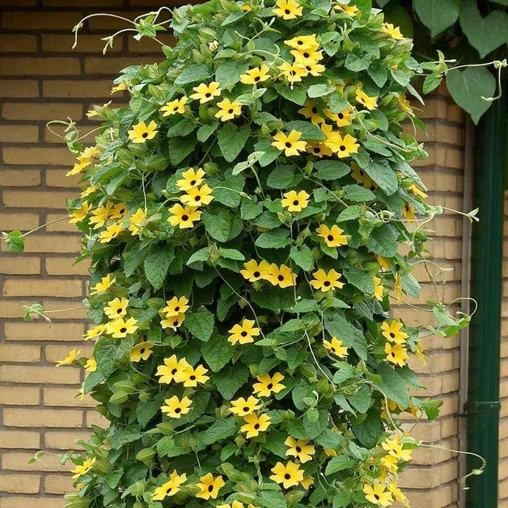Thunbergia Yellow (Suzană cu ochii negri)