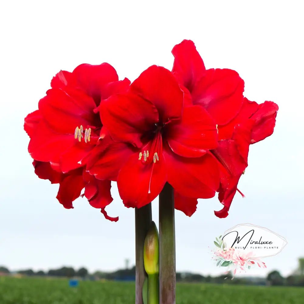 Amaryllis Red Victory - Grădina MiraluxeAmaryllis Red VictoryAmaryllisGrădina Miraluxe