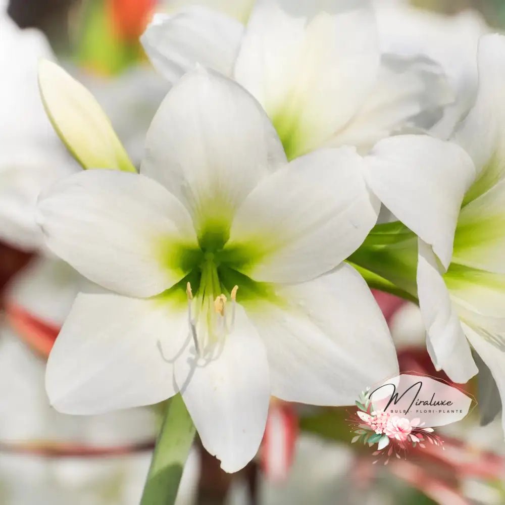 Amaryllis Siberia - Grădina MiraluxeAmaryllis SiberiaAmaryllisGrădina Miraluxe