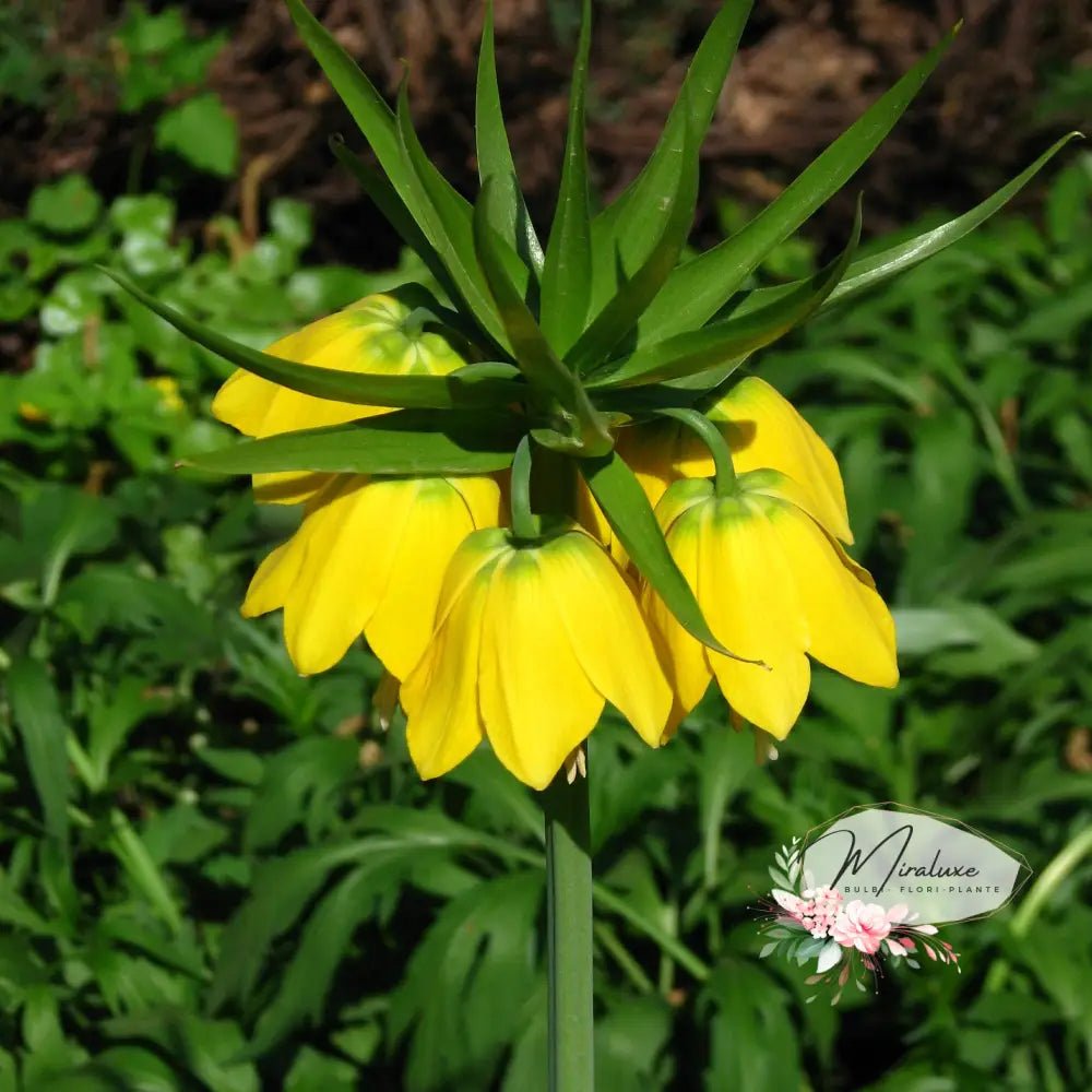 Fritillaria Imperialis Lutea - Grădina MiraluxeFritillaria Imperialis LuteaFritillariaGrădina Miraluxe