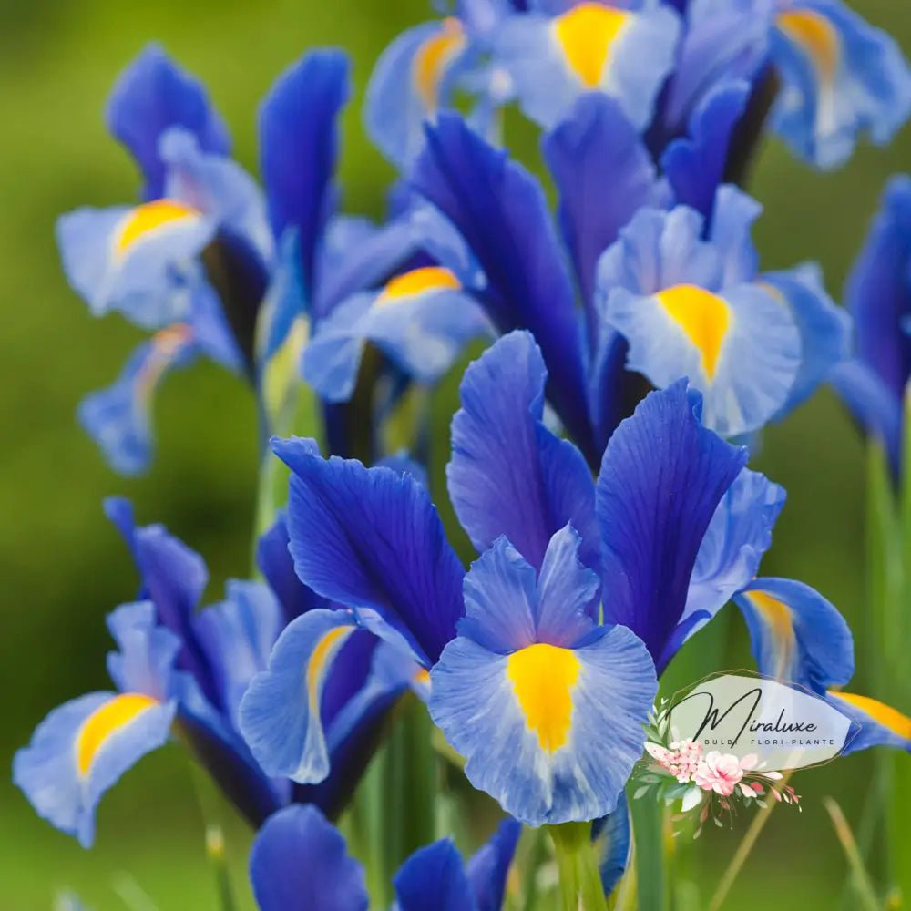 Iris Blue Magic - Grădina MiraluxeIris Blue MagicIrisGrădina Miraluxe