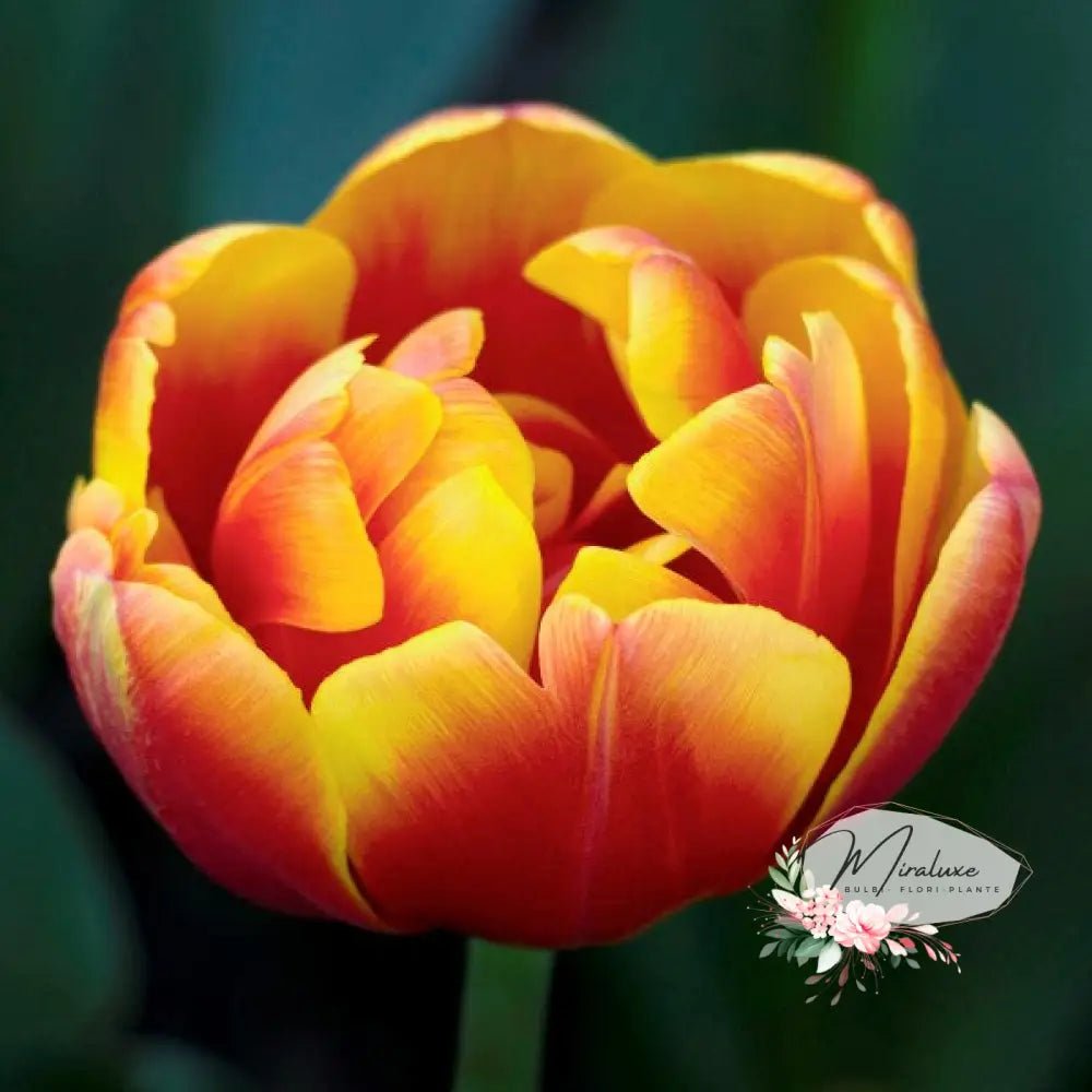 Lalele Pitice Shell - Grădina MiraluxeLalele Pitice ShellLaleleGrădina Miraluxe