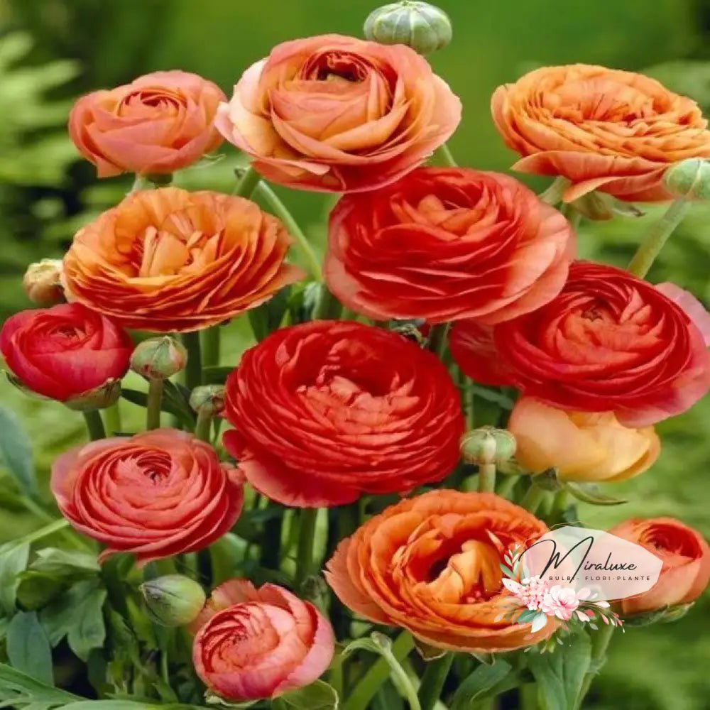 Ranunculus Orange - Grădina MiraluxeRanunculus OrangeRanunculusGrădina Miraluxe