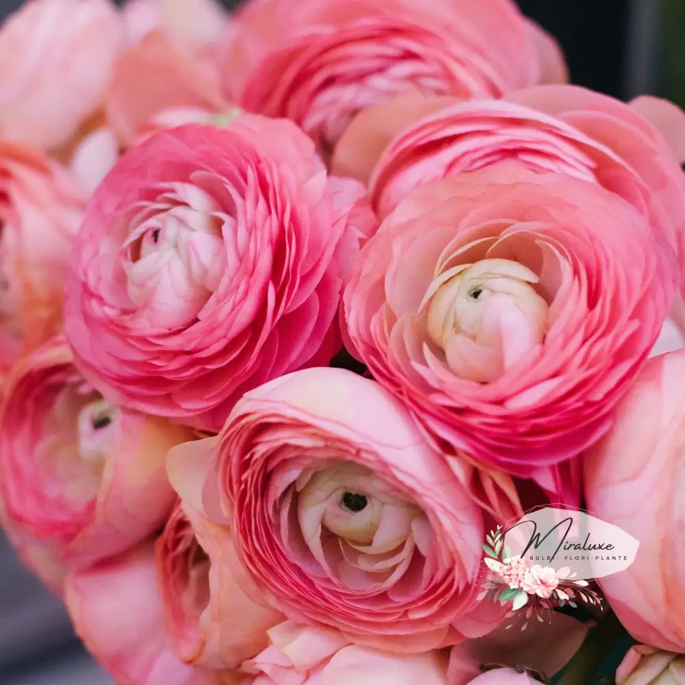 Ranunculus Pink - Grădina MiraluxeRanunculus PinkRanunculusGrădina Miraluxe