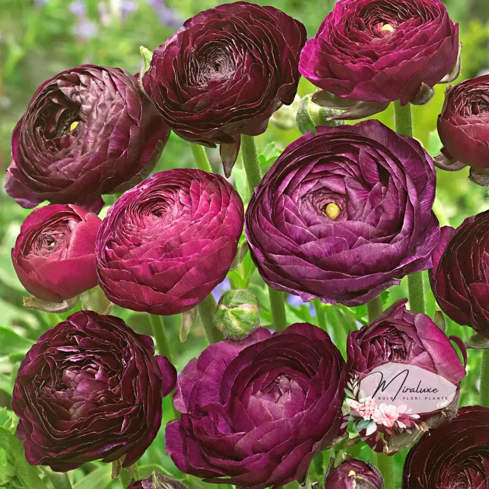Ranunculus Purple - Grădina MiraluxeRanunculus PurpleRanunculusGrădina Miraluxe