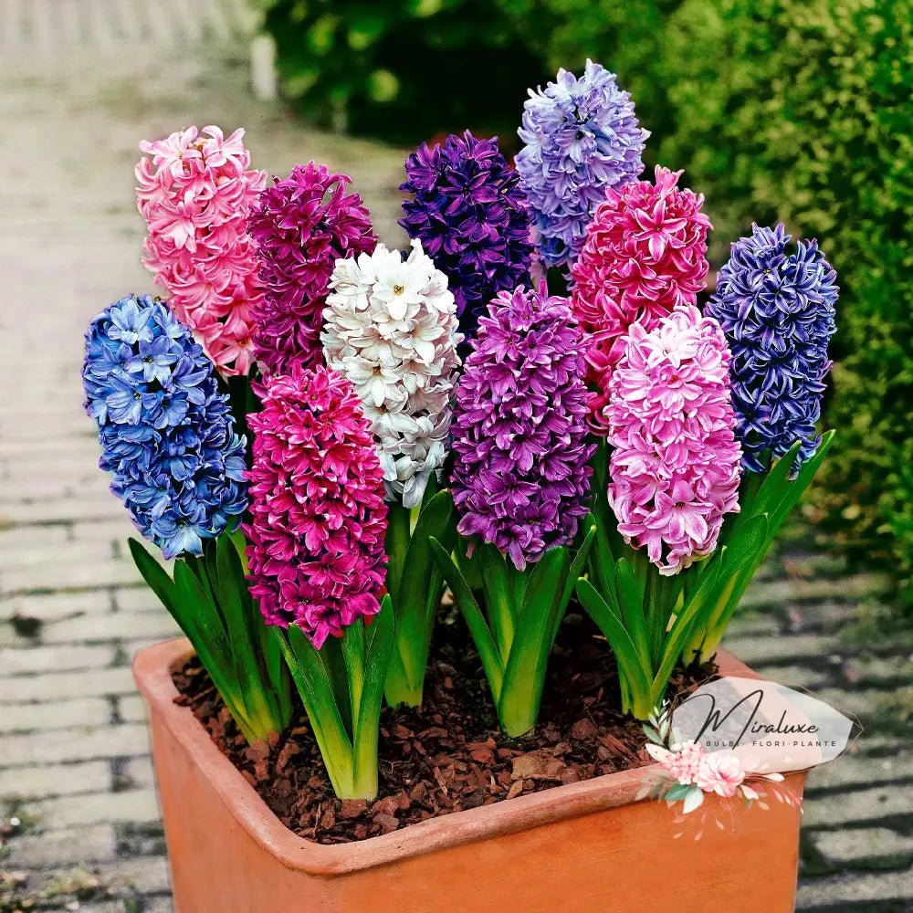 Zambile Mix (10 bucăți) - Grădina MiraluxeZambile Mix (10 bucăți)ZambileGrădina Miraluxe