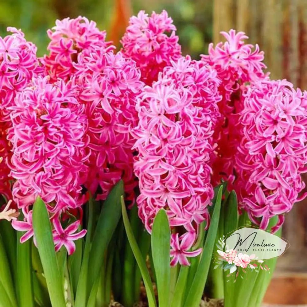 Zambile Pink Pearl - Grădina MiraluxeZambile Pink PearlZambileGrădina Miraluxe