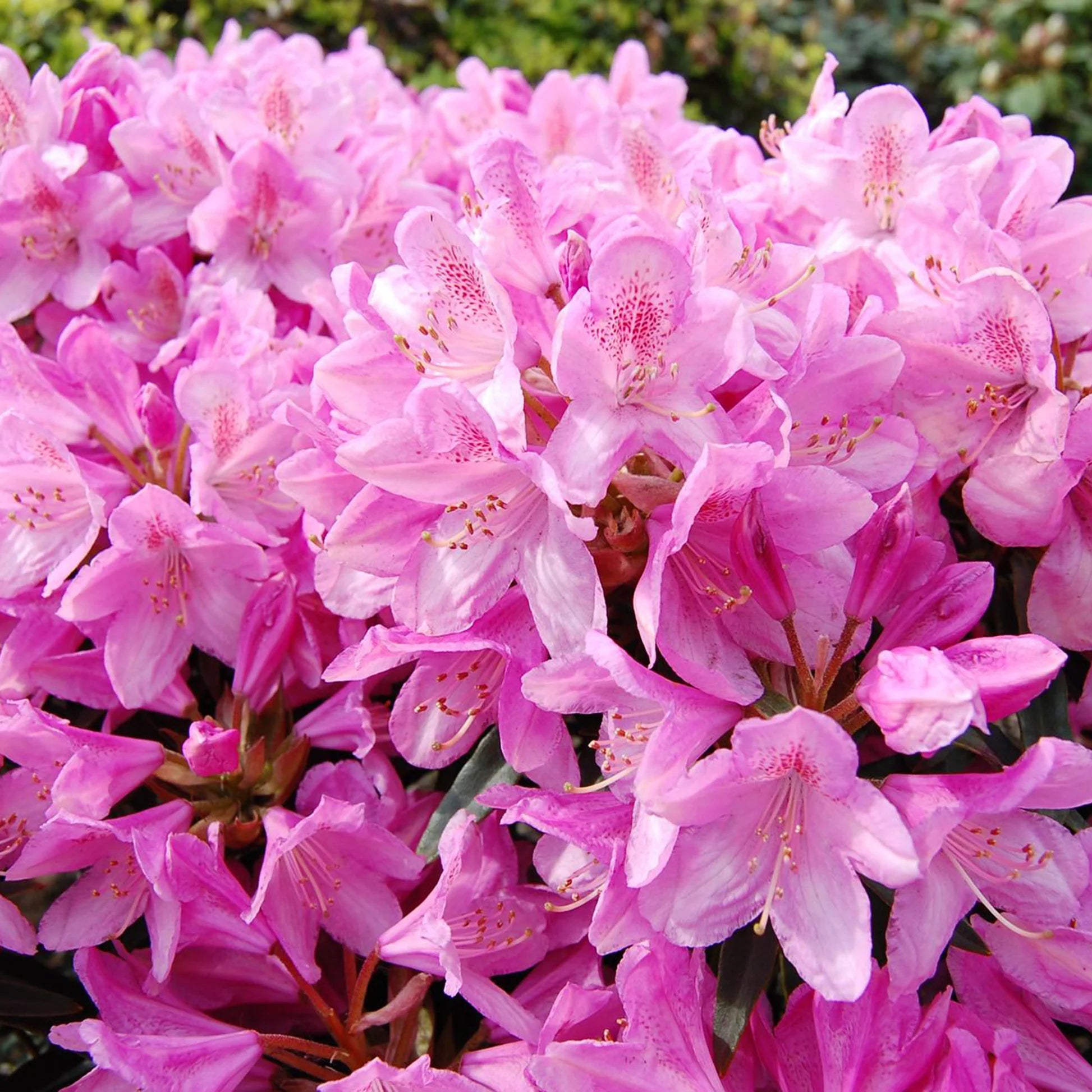 Rhododendron – Grădina Miraluxe