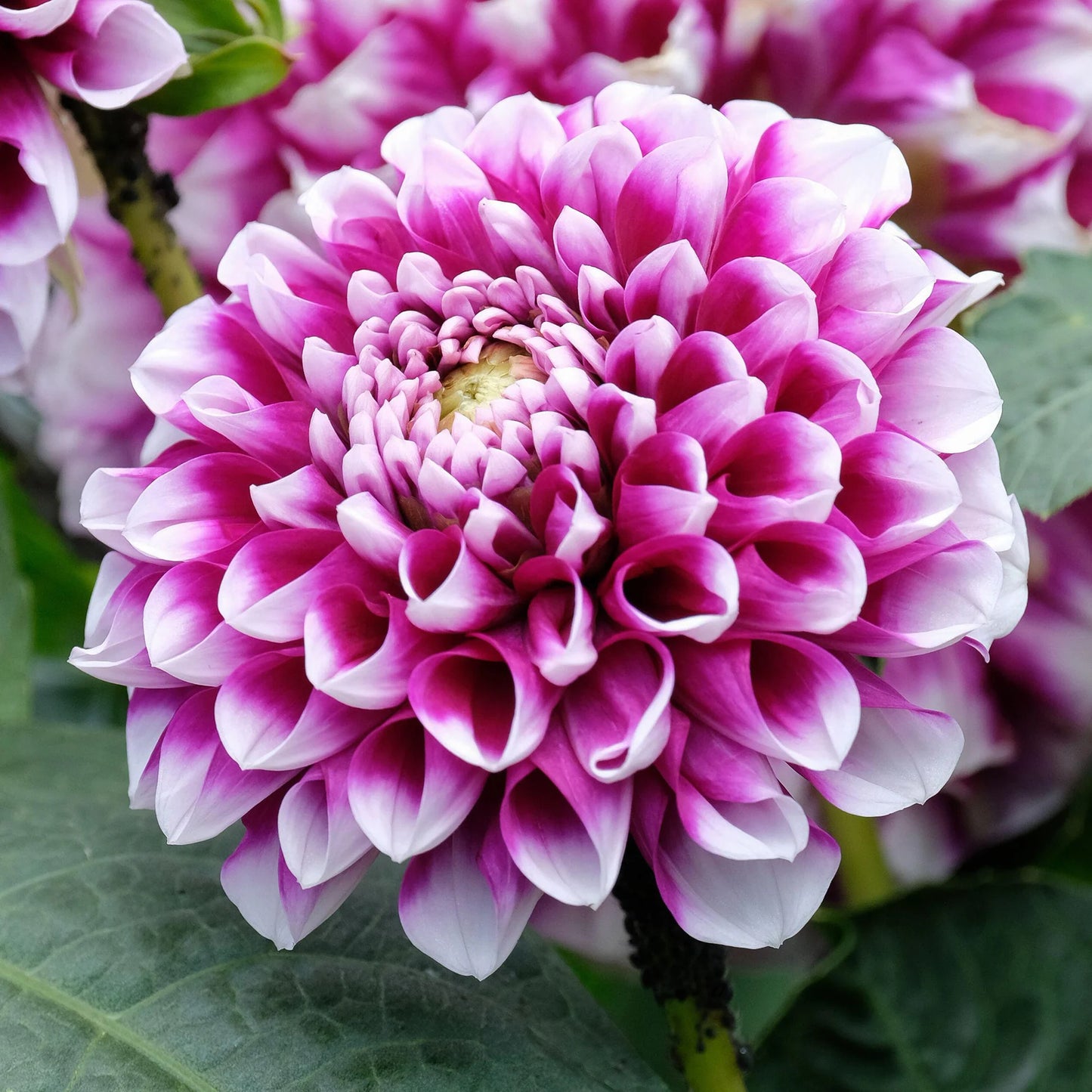 Dalia Edinburgh