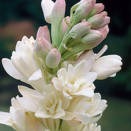 Tuberoze (Polianthes Tuberosa)