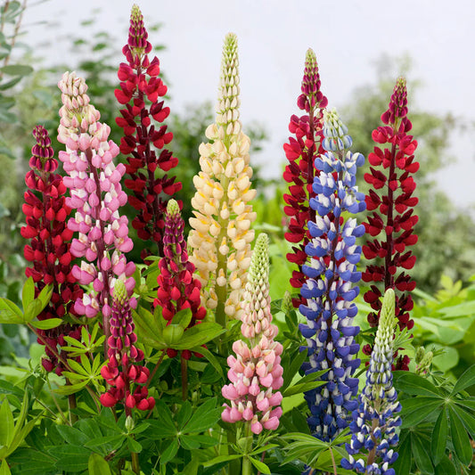Lupine Russell Hybrid Mix (3 rizomi)