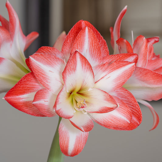 Amaryllis Blossom Peacock