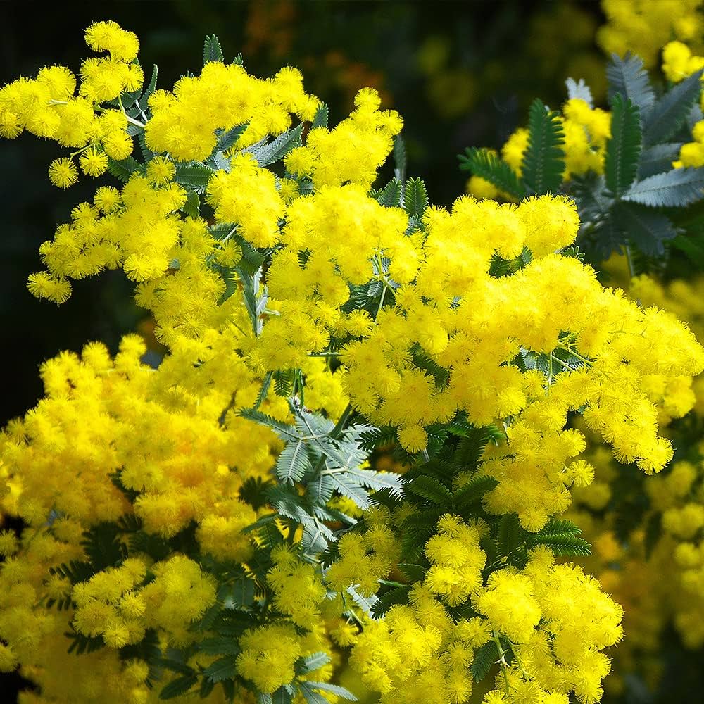 Mimosa (Acacia dealbata)