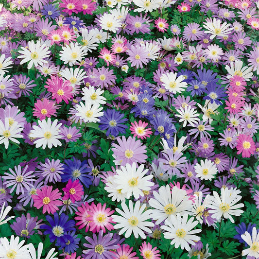 Anemone Blanda Mixed (10 bucăți)