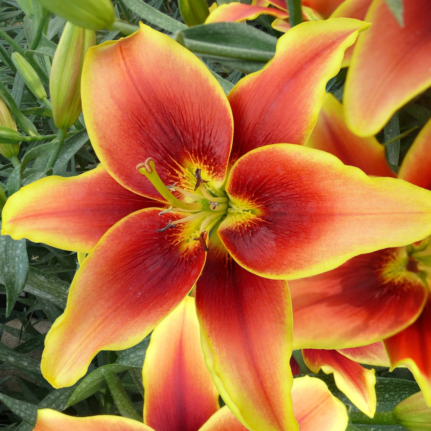 Lilium A.O.A Hibrid Avalon Sunset